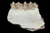 Oligocene Ruminant (Leptomeryx) Jaw Section #70084-2
